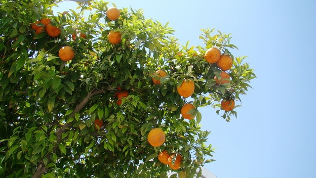 Кипр, Никосия, мандарины на улице