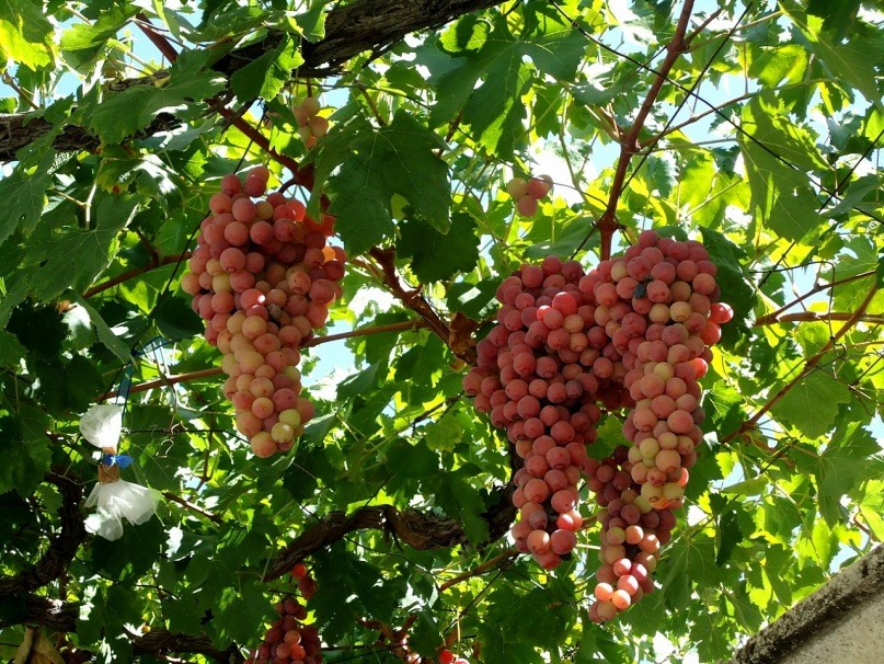 Дикорастущий виноград на Кипре