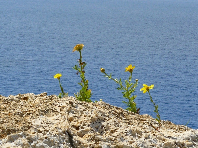 Море, Кипр, цветы