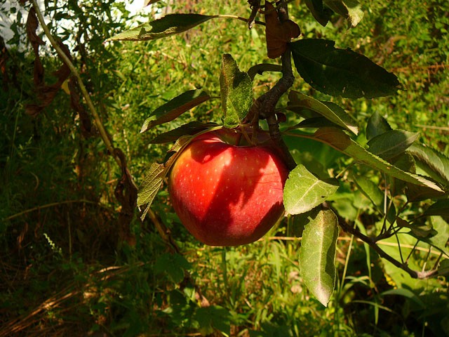 Яблоки Алматы