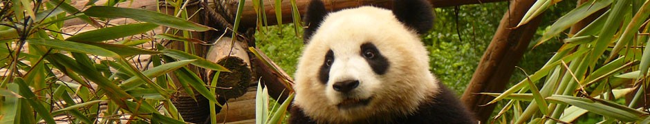 panda, chengdu, china