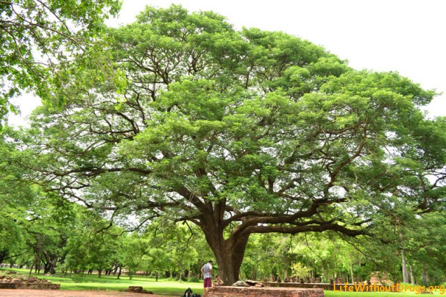 Мудрые и большие деревья в парке Сукхотай