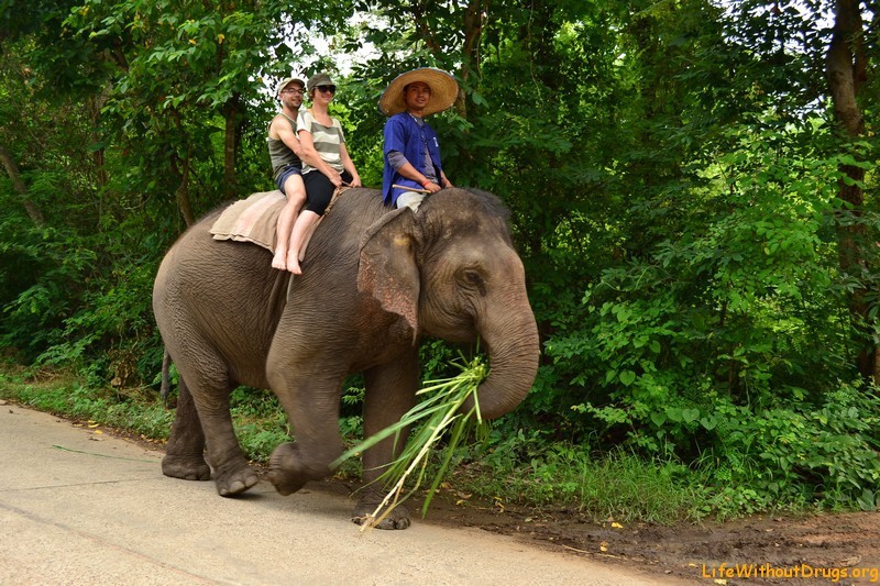 Тренированные слоны в Пае