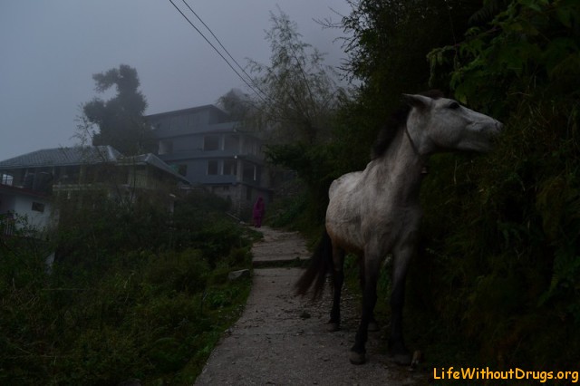 Белая лошадь в тумане Дарамкота