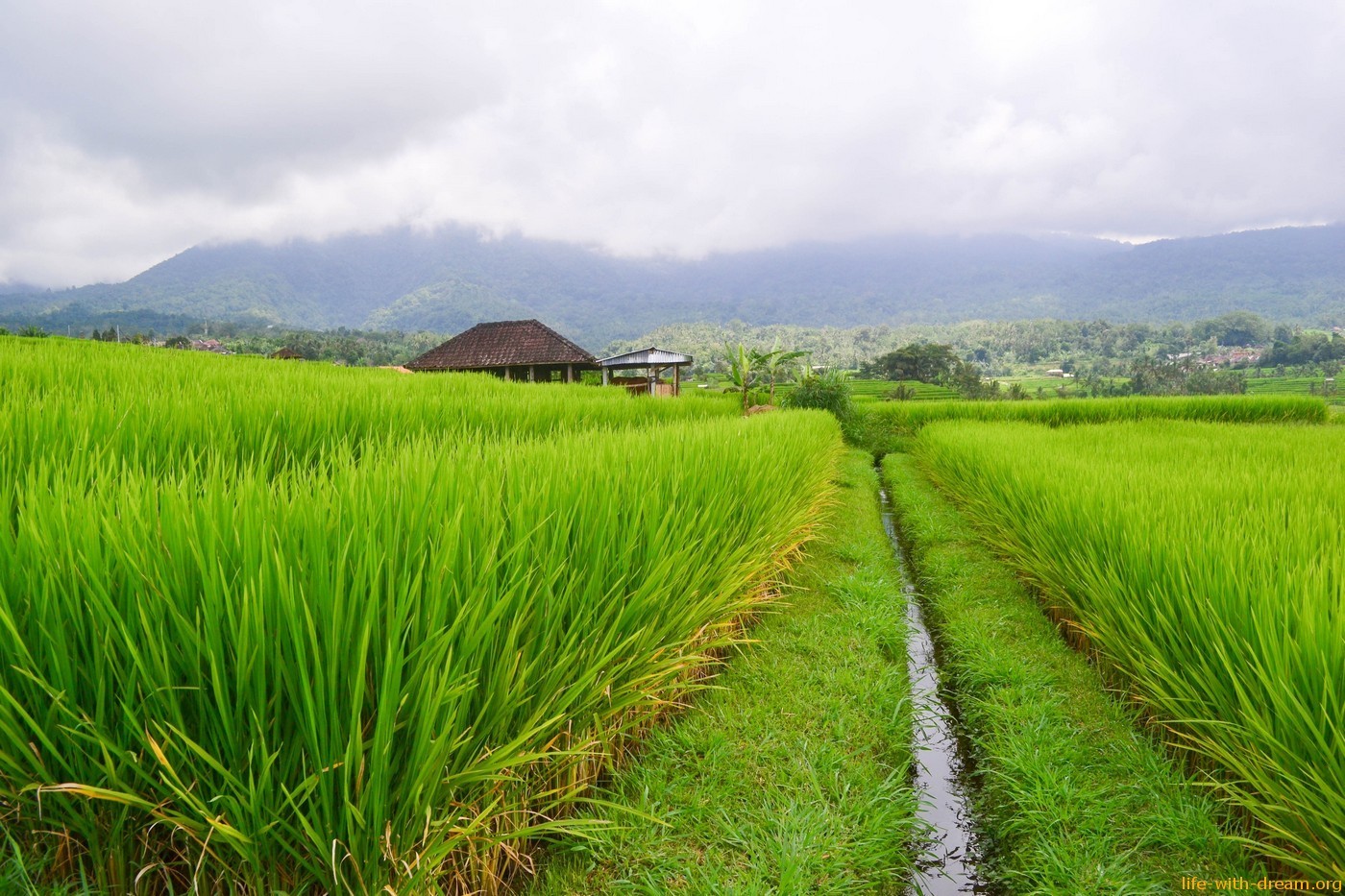 Самые красивые рисовые террасы Jаti Luwih и храм у подножия горы Батукару