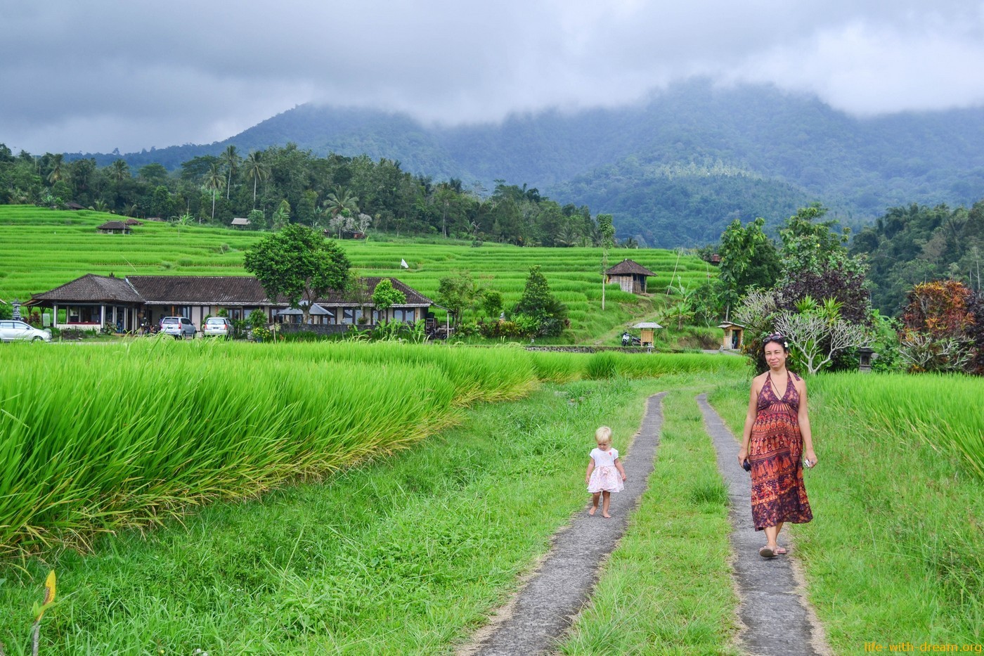 Самые красивые рисовые террасы на Бали