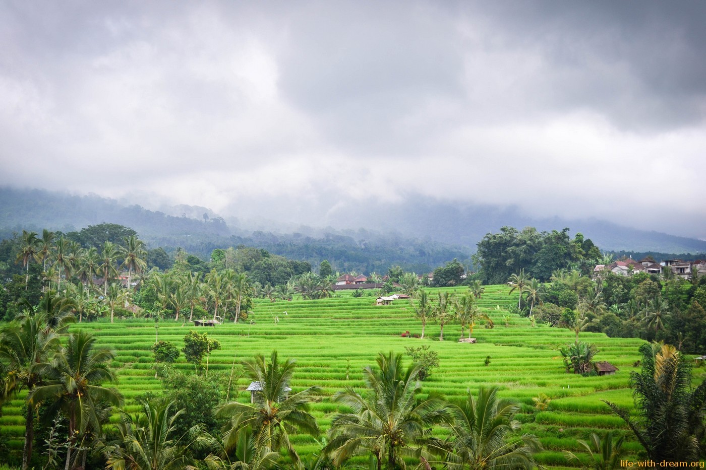 Самые красивые рисовые террасы на Бали