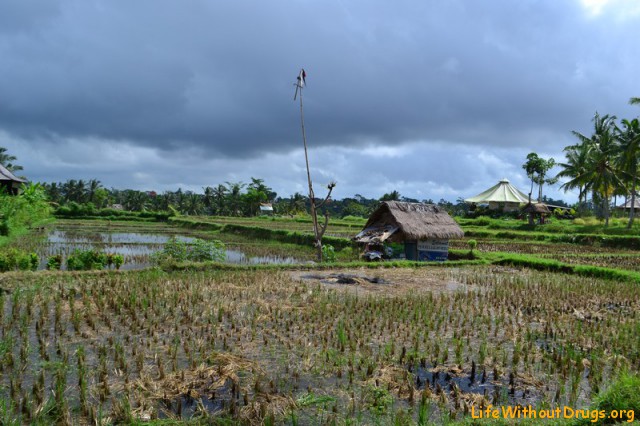 Рисовые поля в Убуде