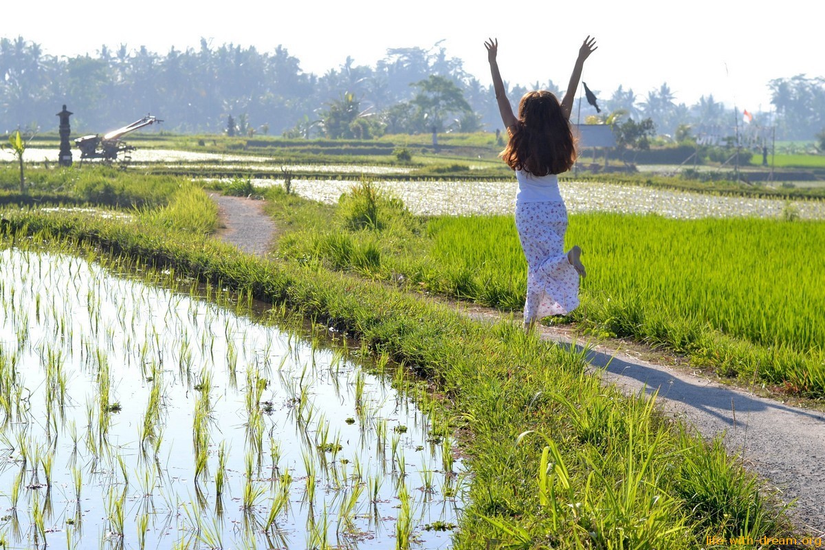 Как растет рис на острове Бали.