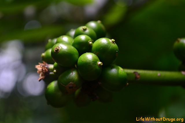 Кофе арабика, робуста и знаменитый кофе лювак. Кофейные плантации Бали.