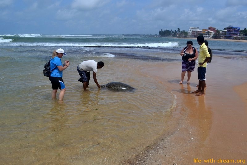 Черепаший пляж шри. Хиккадува Шри Ланка Черепаший пляж. Пляж Хиккадува Шри Ланка черепахи. Шри Ланка пляж с черепахами в Хиккадуве. Пляж черепах Хиккадува.