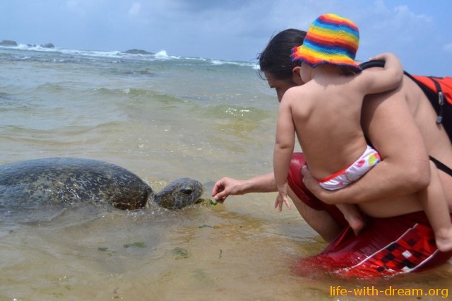 большая морская черепаха 