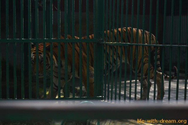 Тигры в Тривандруме