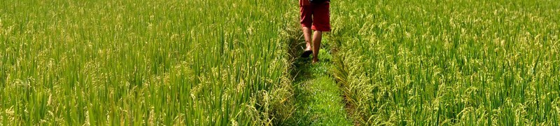 Прогулки по рисовым полям