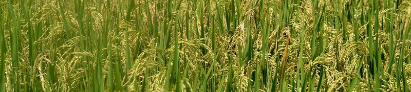 Рисовые поля Убуда