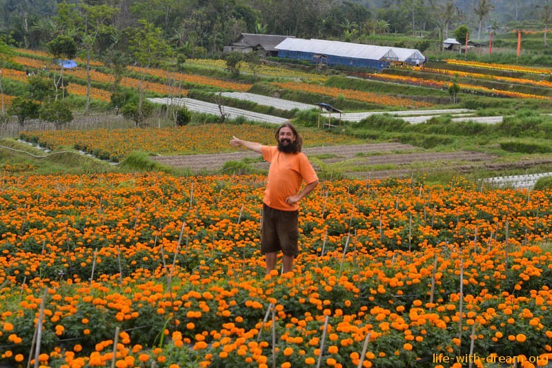 Оранжевое настроение - бархатцы на Бали