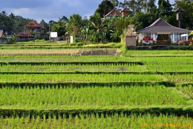 Рисовые поля Убуд