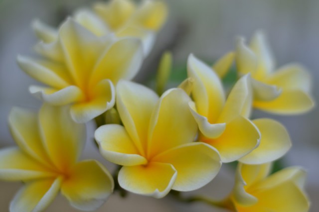Плюмерия или Франжипани, волшебные цветы в моей жизни.
