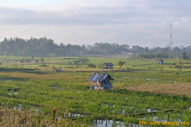 Отдых на Бали. Рисовые поля.