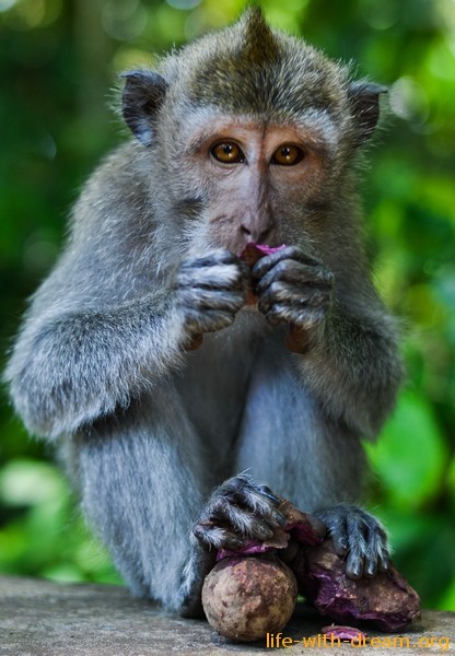 фото обезьян на Бали